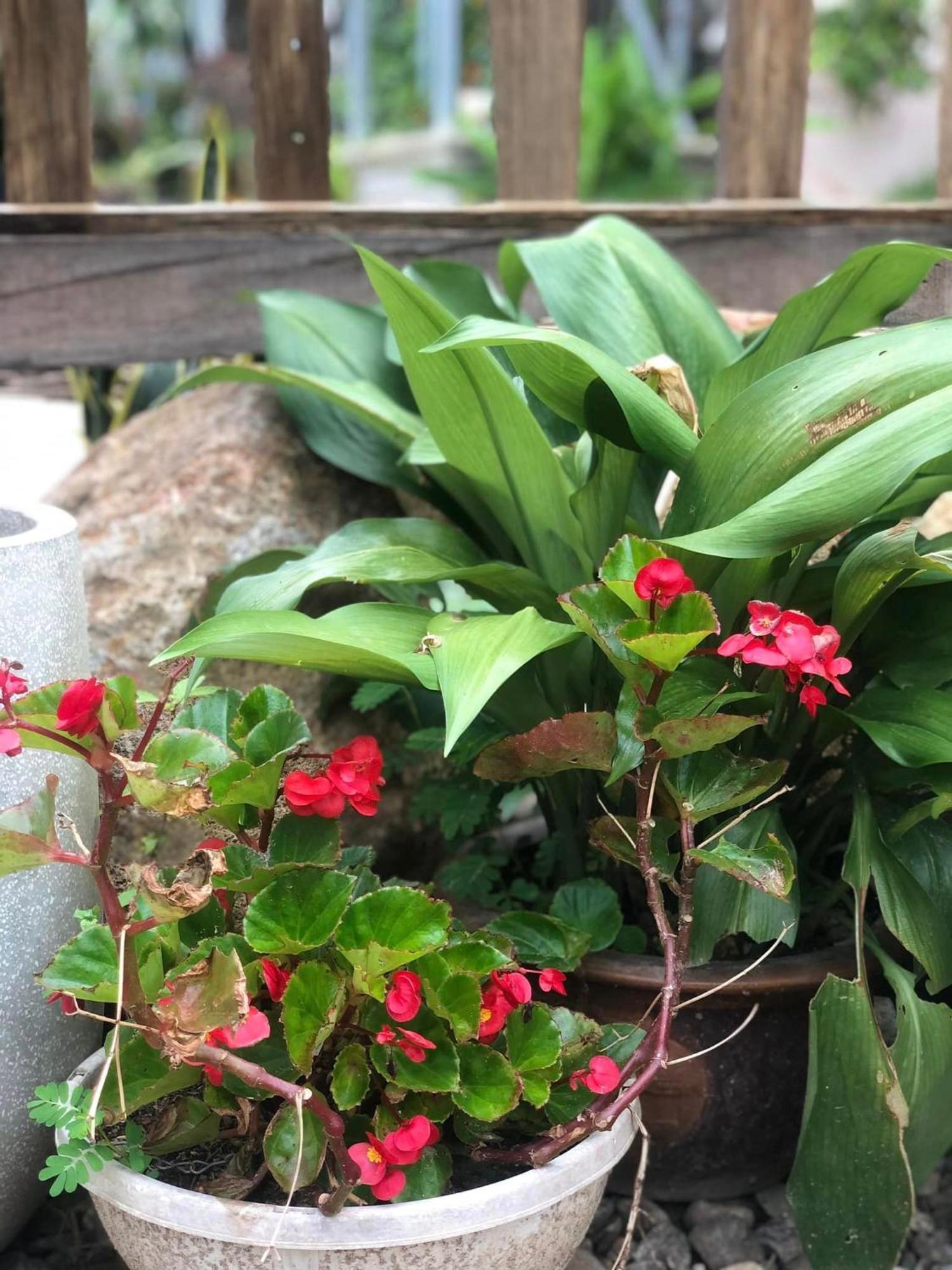 Tran Gia Homestay Nghia Lo Eksteriør billede